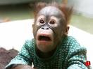 File:Shocked monkey.jpg