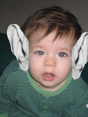 File:Baby ears Josh-Server.JPG