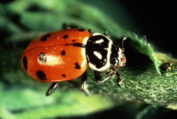 File:Ladybug.jpg