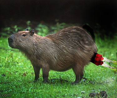 File:Capybarabomb.jpg