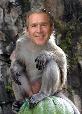 File:Monkey bush.JPG