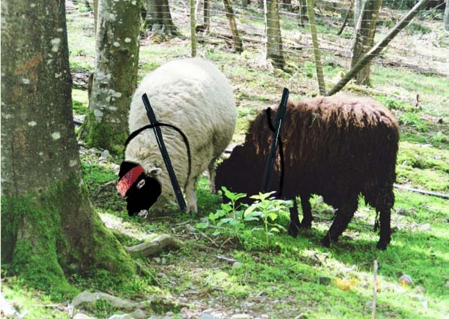 File:Ninja-sheep.jpg