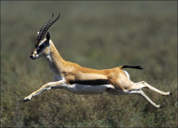 File:Gazelle-picture.jpg