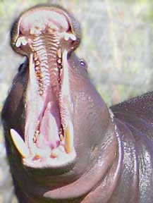File:Hippo mouth.jpg