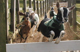 File:Goat-racing.jpg
