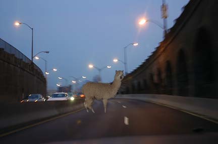 File:Llama Highway.jpg