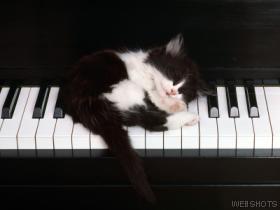File:Piano Sleeping Kitty.jpg