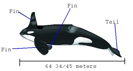 File:Whale.jpg