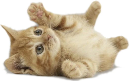 File:Very-cute-kitten.png