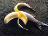 File:Bananafish.jpg