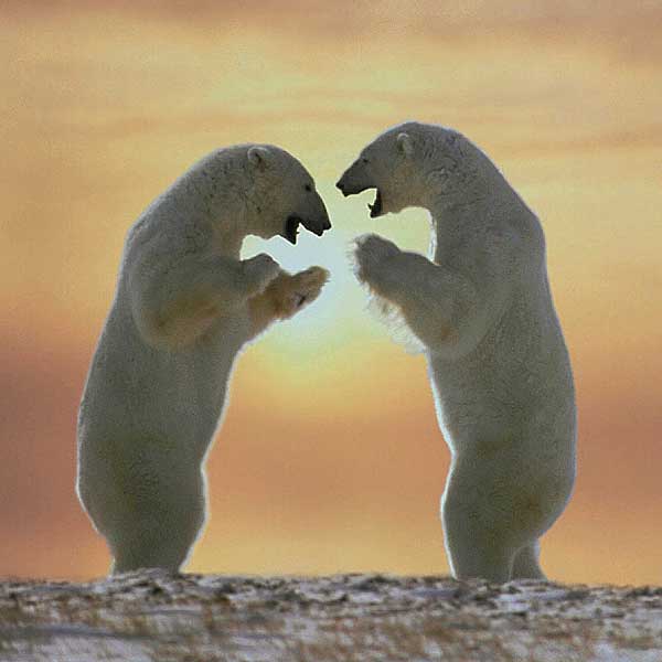 File:Polar-bears-standing.jpg