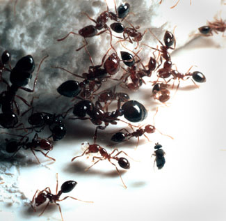 File:Ants Cocain.jpg