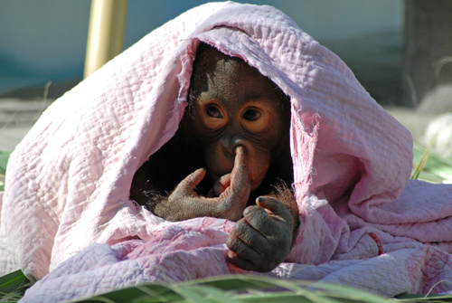 File:Monkey-picking-nose-under-pink-blanket.jpg