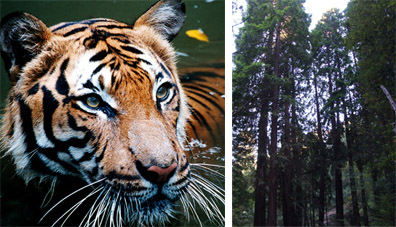 File:Tiger woods 2.jpg