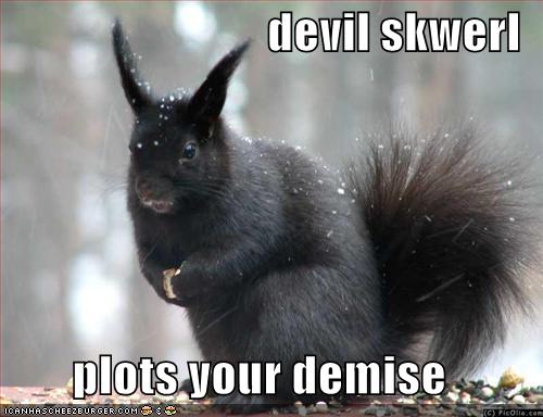 Funny-pictures-evil-black-squirrel.jpg