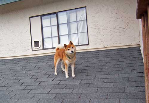 File:Dog on roof.jpg
