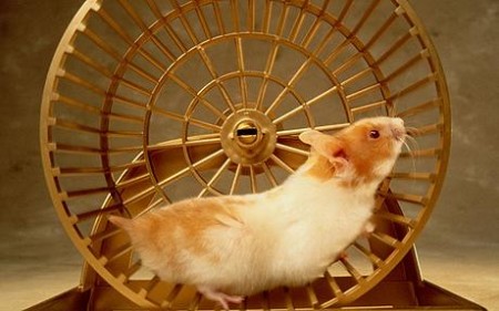File:Hamster-to-generate-energy-for-mobilephone-450x281.jpg