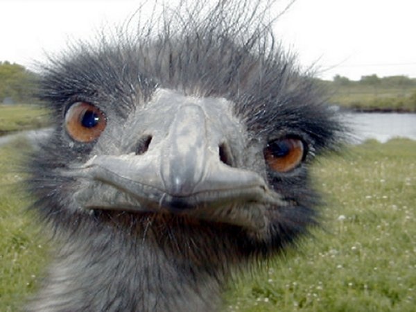 File:Ostrich.jpg