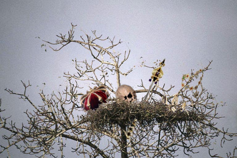 File:Kingfisher nest.jpg