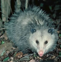 File:Opossum11sm.jpg