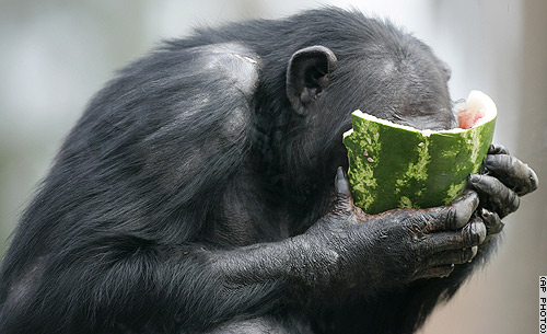 File:Watermelon chimp.jpg