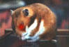 File:Hamster3.jpg