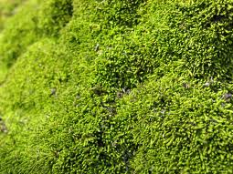 File:Moss.png