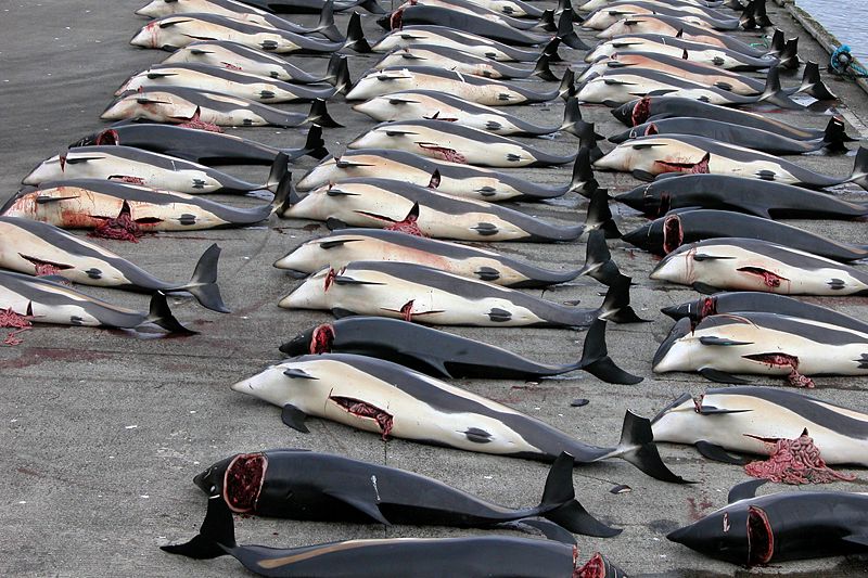 File:800px-Whaling in the Faroe Islands.jpg
