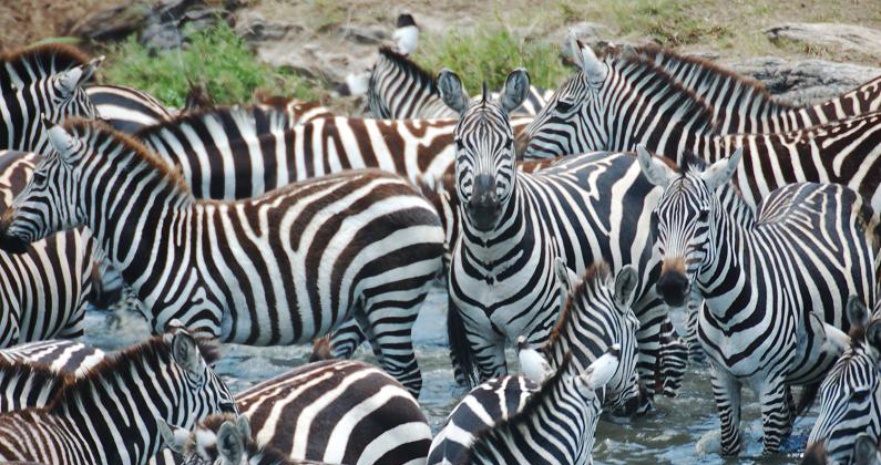 File:Zeal-group-of-zebras.jpg