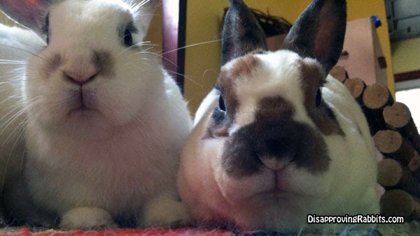 File:Disapproving-bunnies.jpg