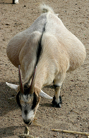 File:Pregnant goat.jpg