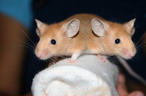 File:Two-Headed-Mouse.jpg