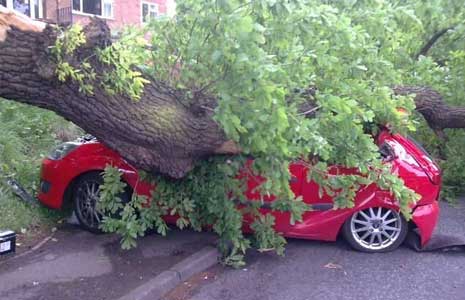 File:A Tree Crushed This Car.jpg