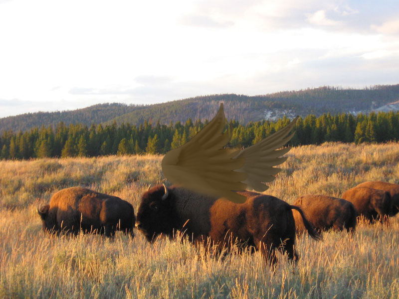 File:Buffalo Wings.jpg