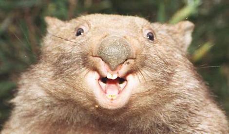 File:Wombat2.jpg