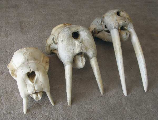 File:Walrus skulls.jpg