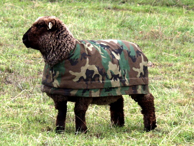 File:Army Sheep.jpg