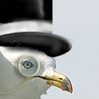 File:Gull in flight2.jpg