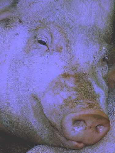 File:ThePig.jpg