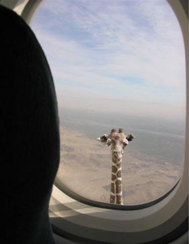 File:Africa-plane-girafe.jpg