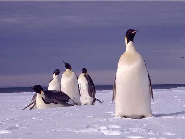 File:Emperor penguin group 001.jpg