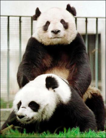 File:Panda sex(guess).jpg