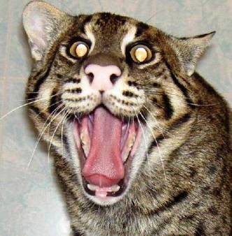 File:Funny-cat-picture-really-scary.jpg