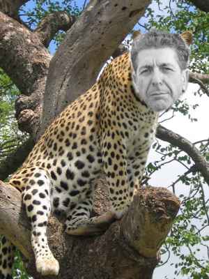 File:Leopard Cohen small.jpg