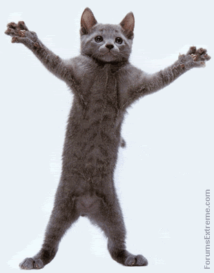 Dancing Cat.gif
