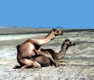 File:Camel-porn2.jpg