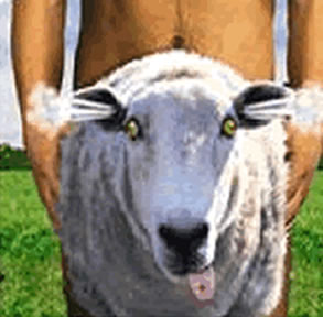 File:Sheepshagger.jpg