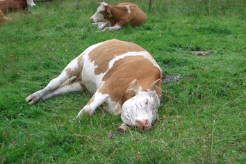 File:Tipped cow.jpg