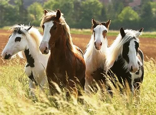 File:4horse.png