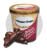 File:Belgian-chocolate-labrador.jpg